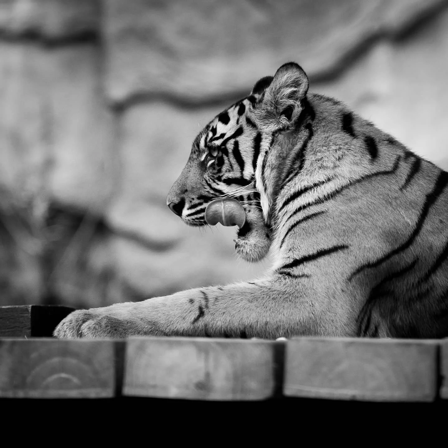 Chops
-
-
-
#photography #blackandwhite #fujifilmxt2 #adventure #australiazoo #tiger