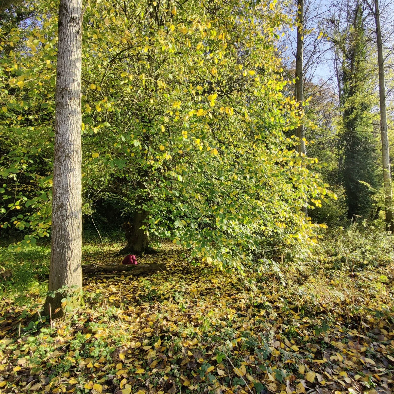 person hidden in trees 2.jpeg