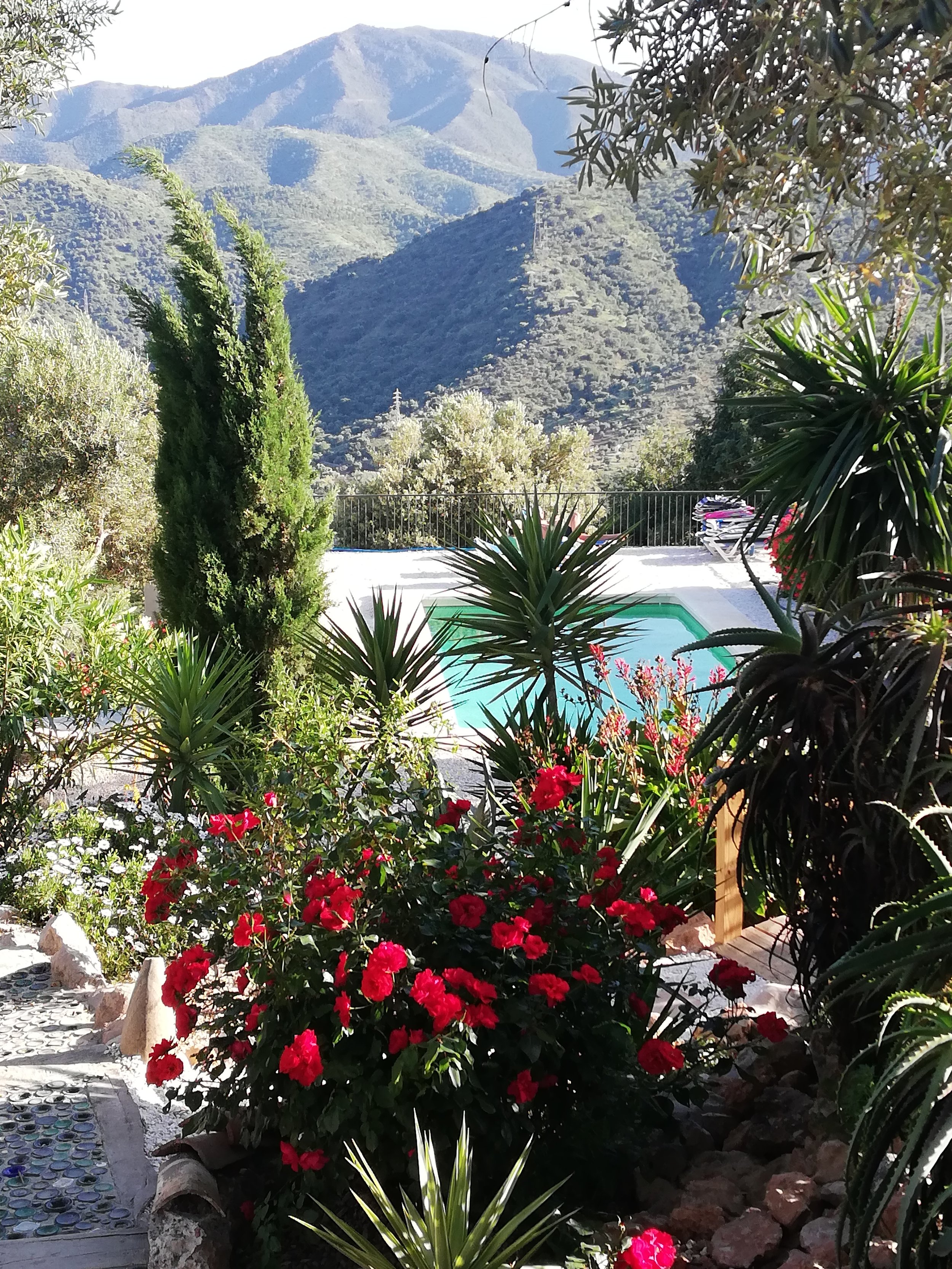 Pool and flowers.jpg