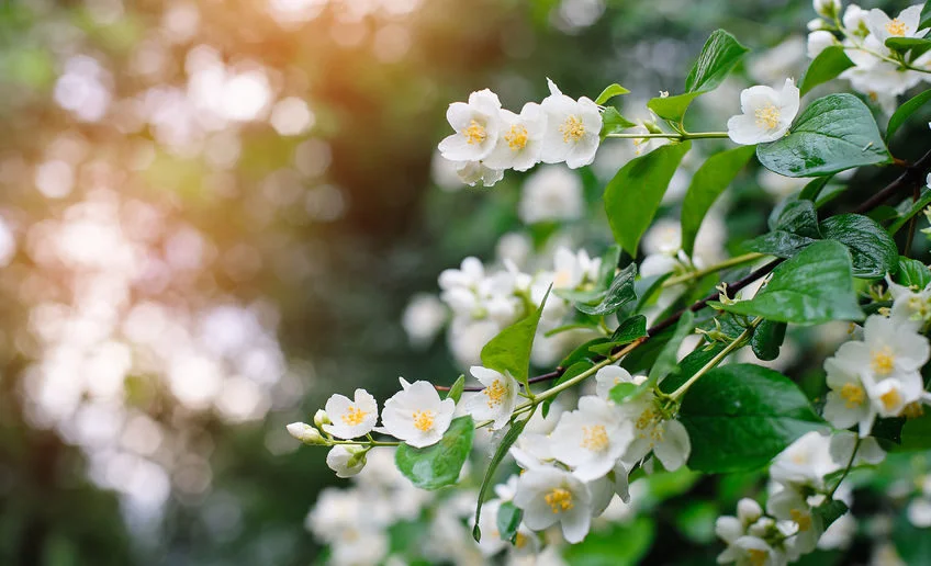 jasmine-848x516.jpg