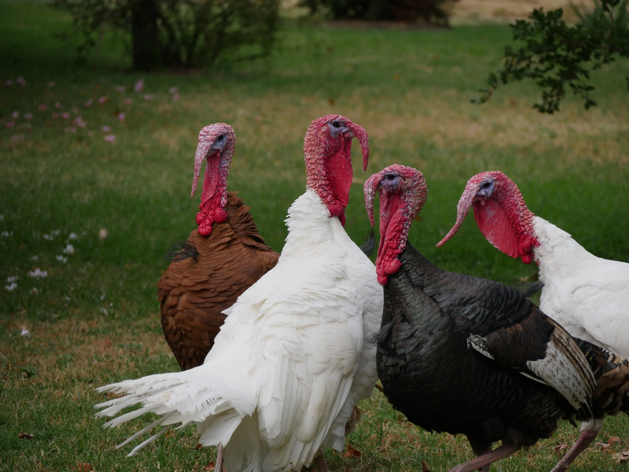 Turkey Margins Are Being Gobbled Up