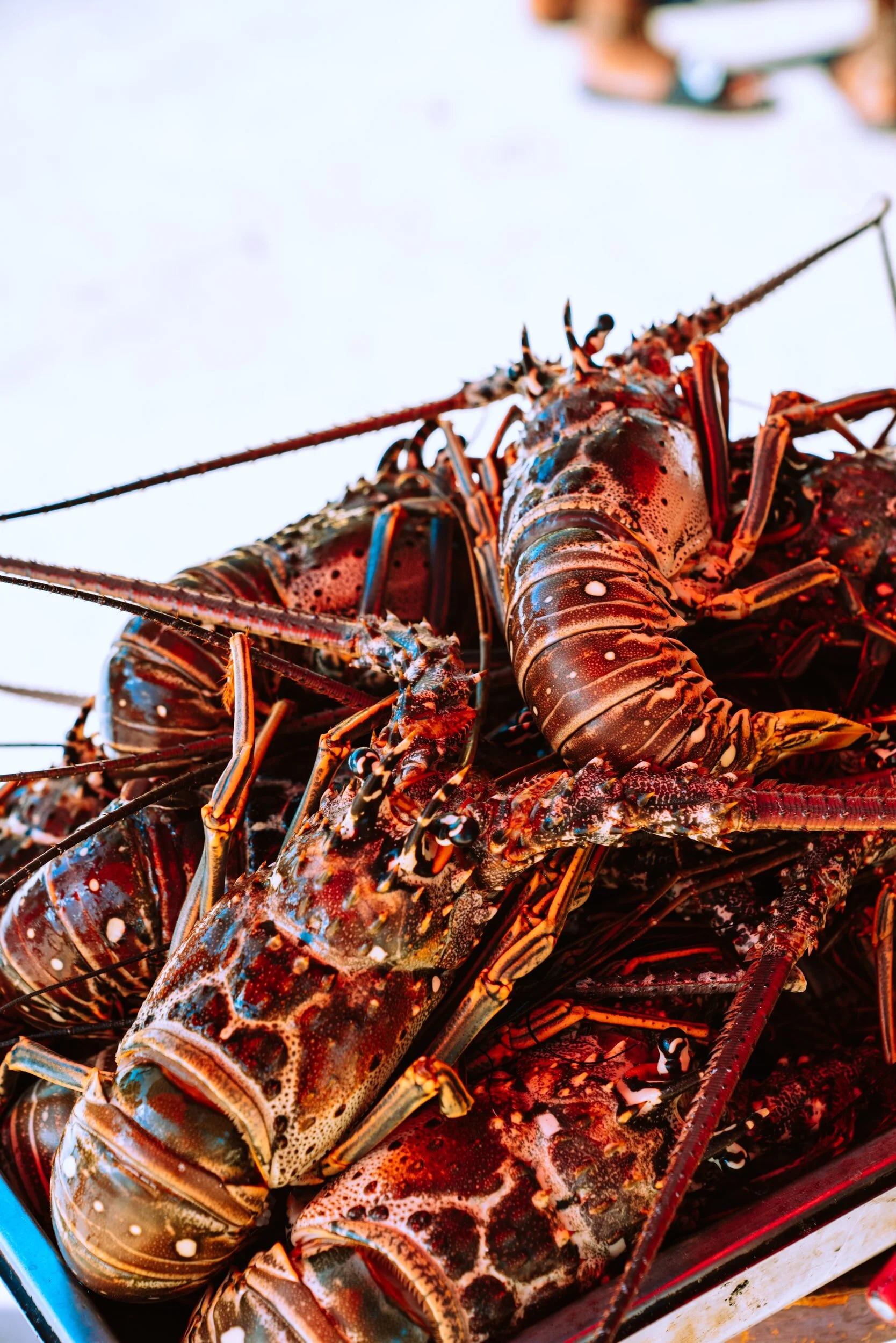 Sustainable Seafood Competition with Master Chefs of Great Britain