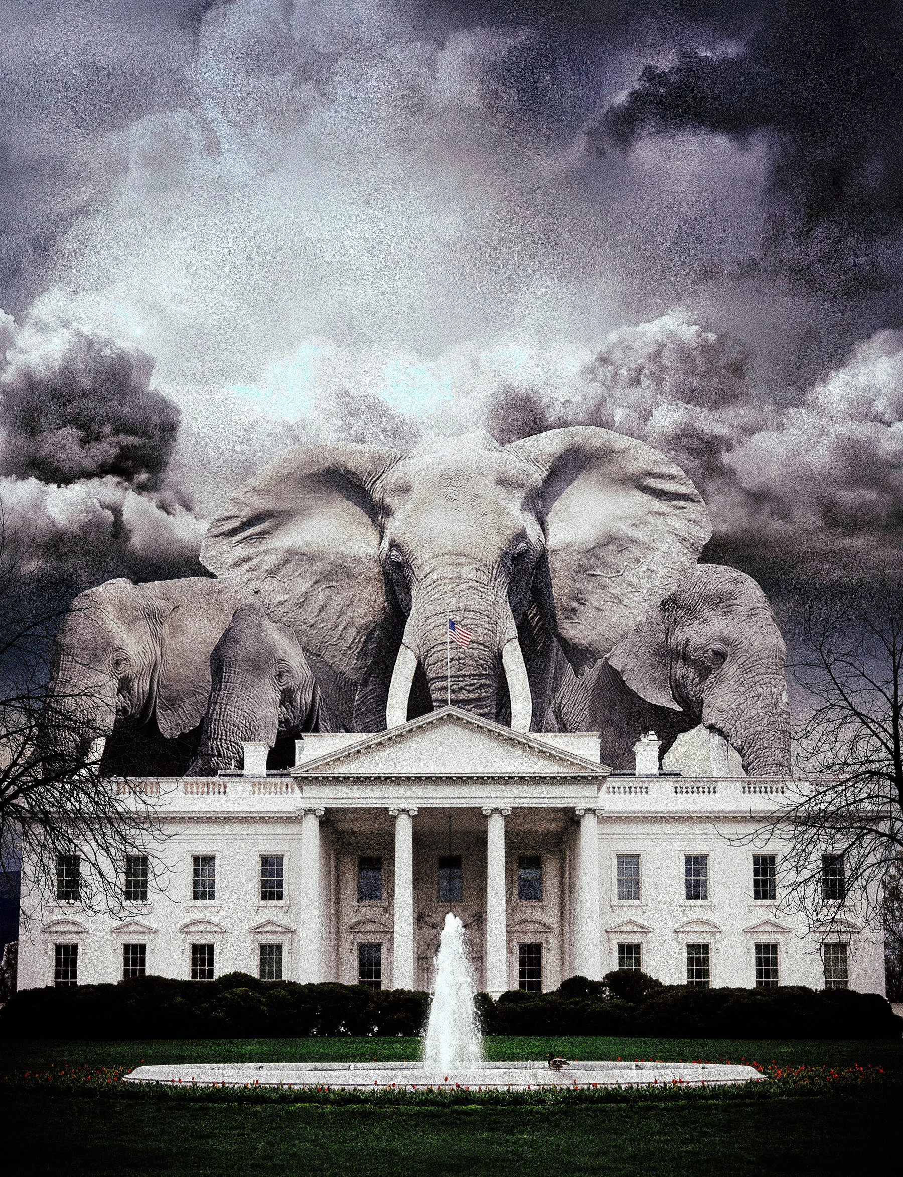 elephantwashington.jpg