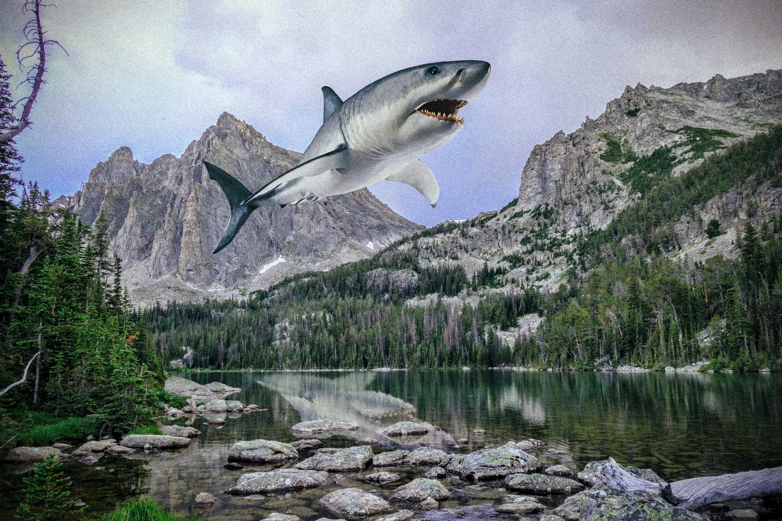 airshark01.jpg