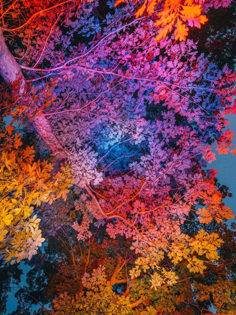 enchantedforestdoubleexp04_edit01.jpg