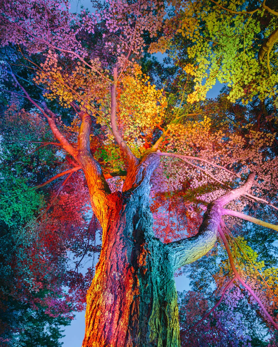 enchantedforest_doubleesp_03_edited02.jpg