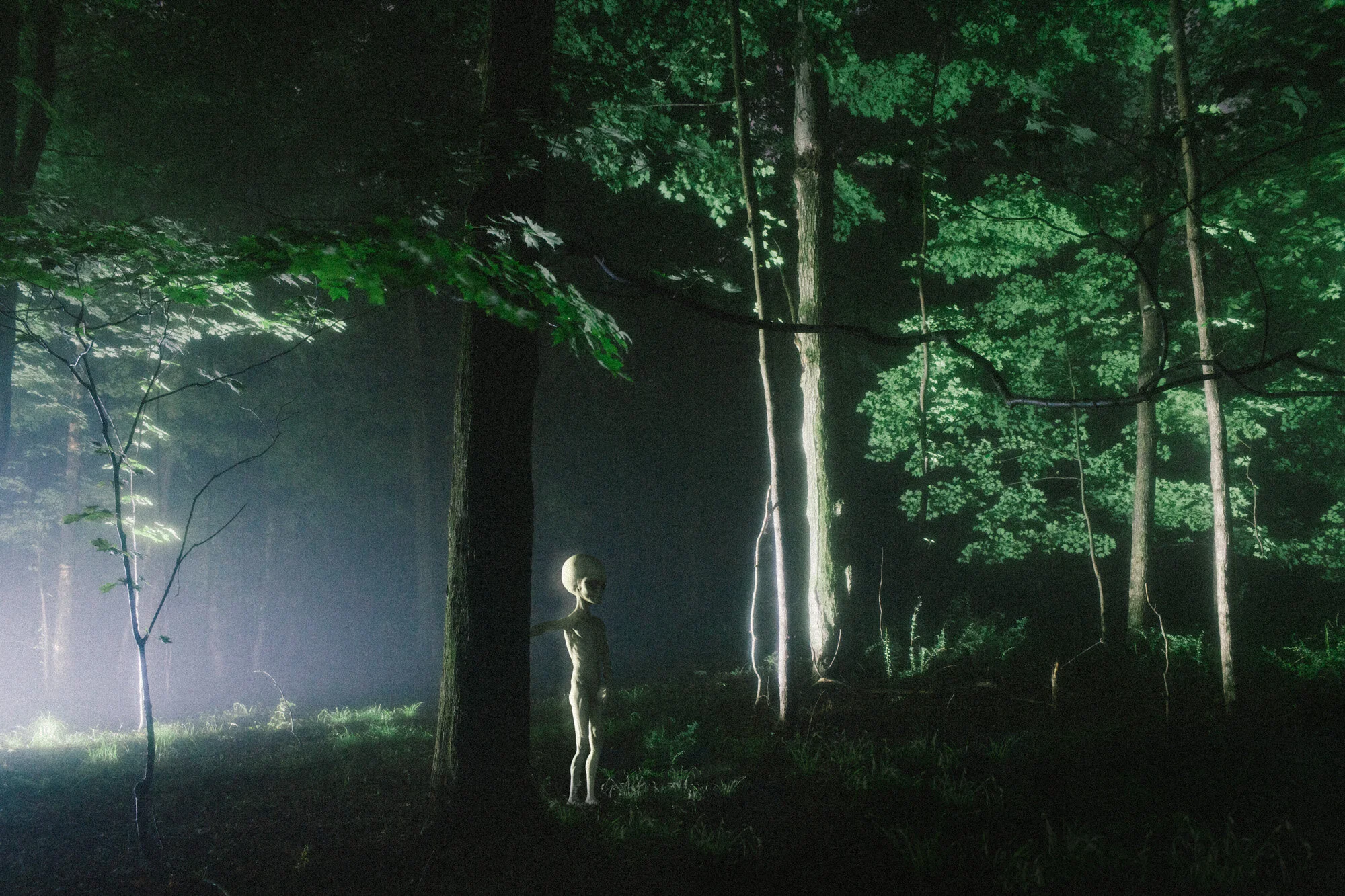 alien_woods04_from lightroom.jpg
