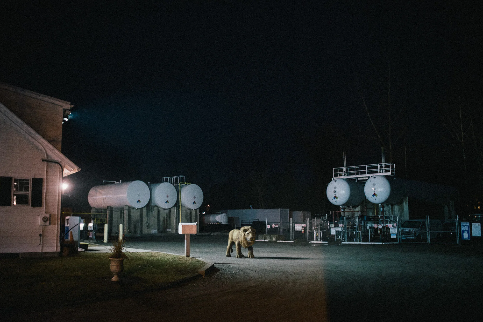 lion propane edit02 copy.jpg