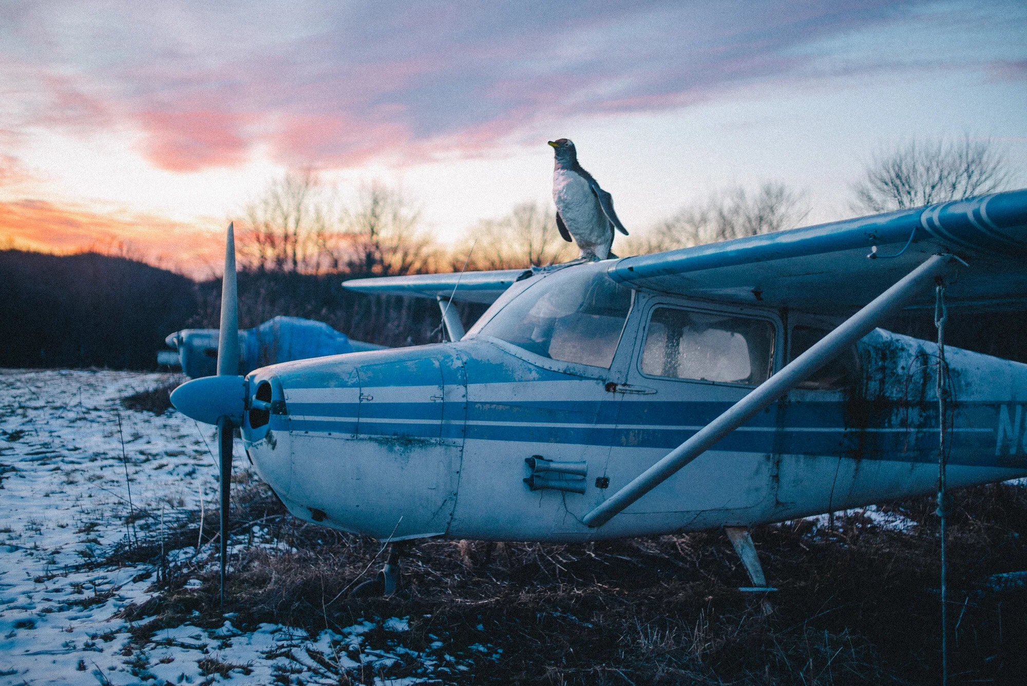 penguin plane edit 01.jpg