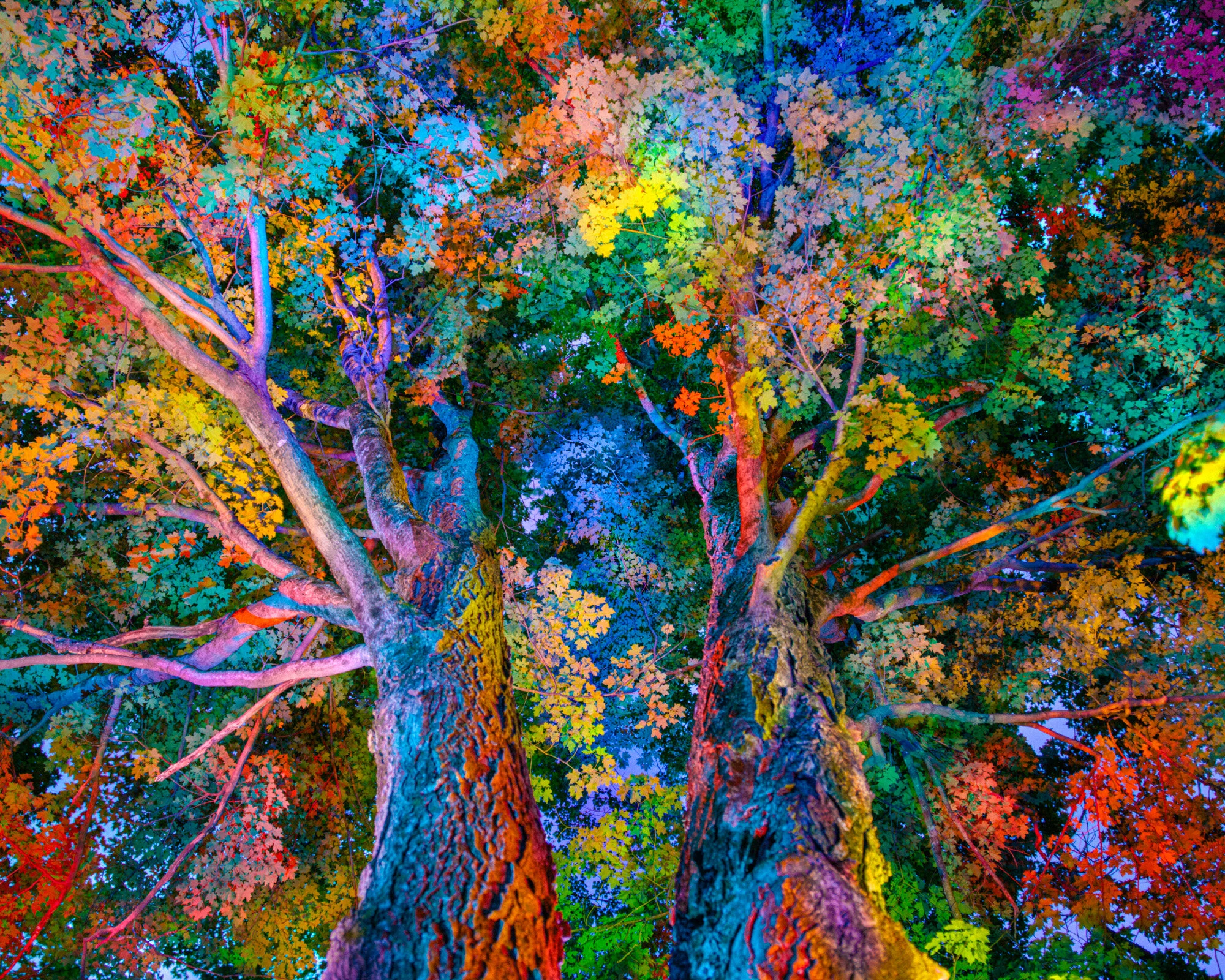 RainbowTree_2020_0524_edit02.jpg