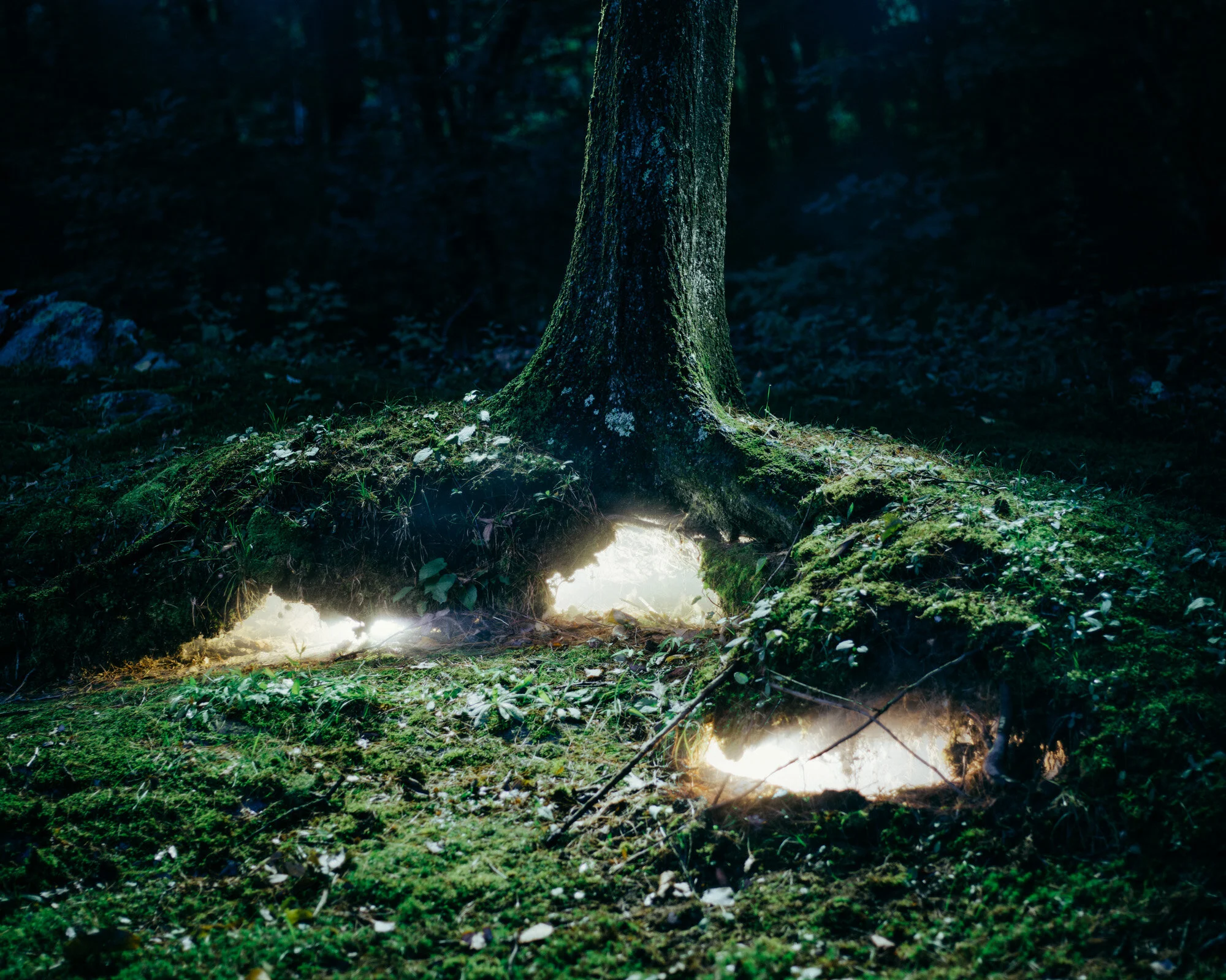2020_08_17_lightundertree_edit01.jpg
