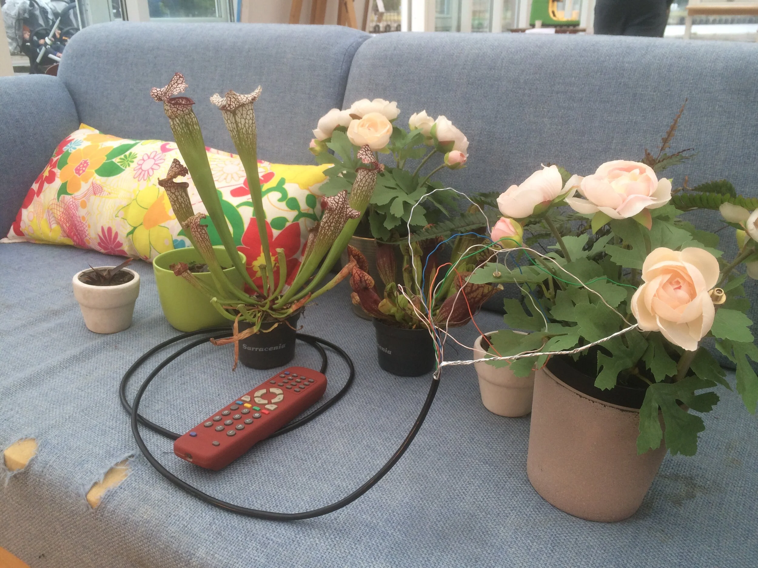  Sensors attach to the plant’s leaves and allow it to change the channel on the remote control. 