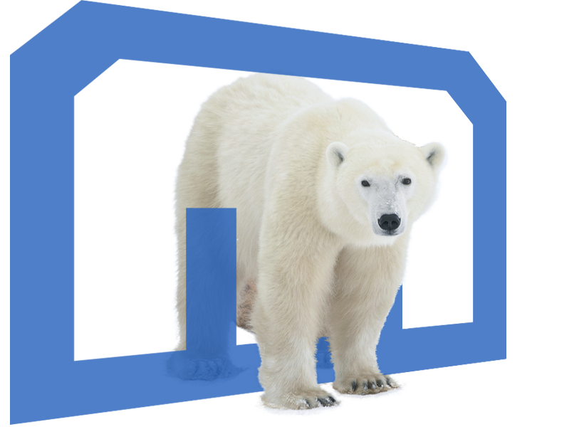 cub-walking-over-logo-jockey.png