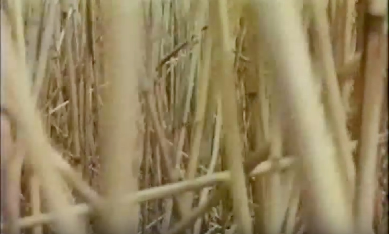swamp1.jpeg