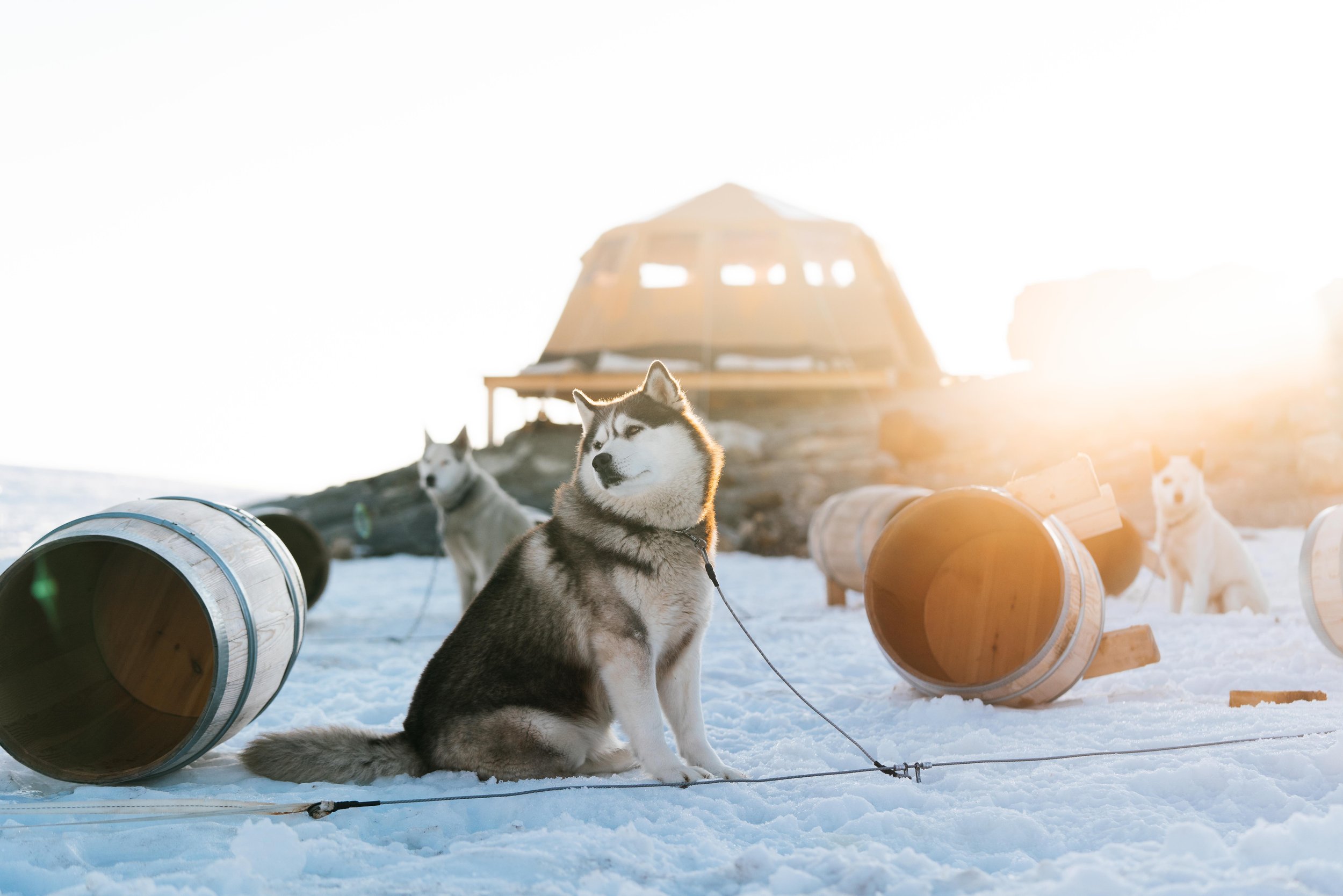 Husky Camp 20.jpg