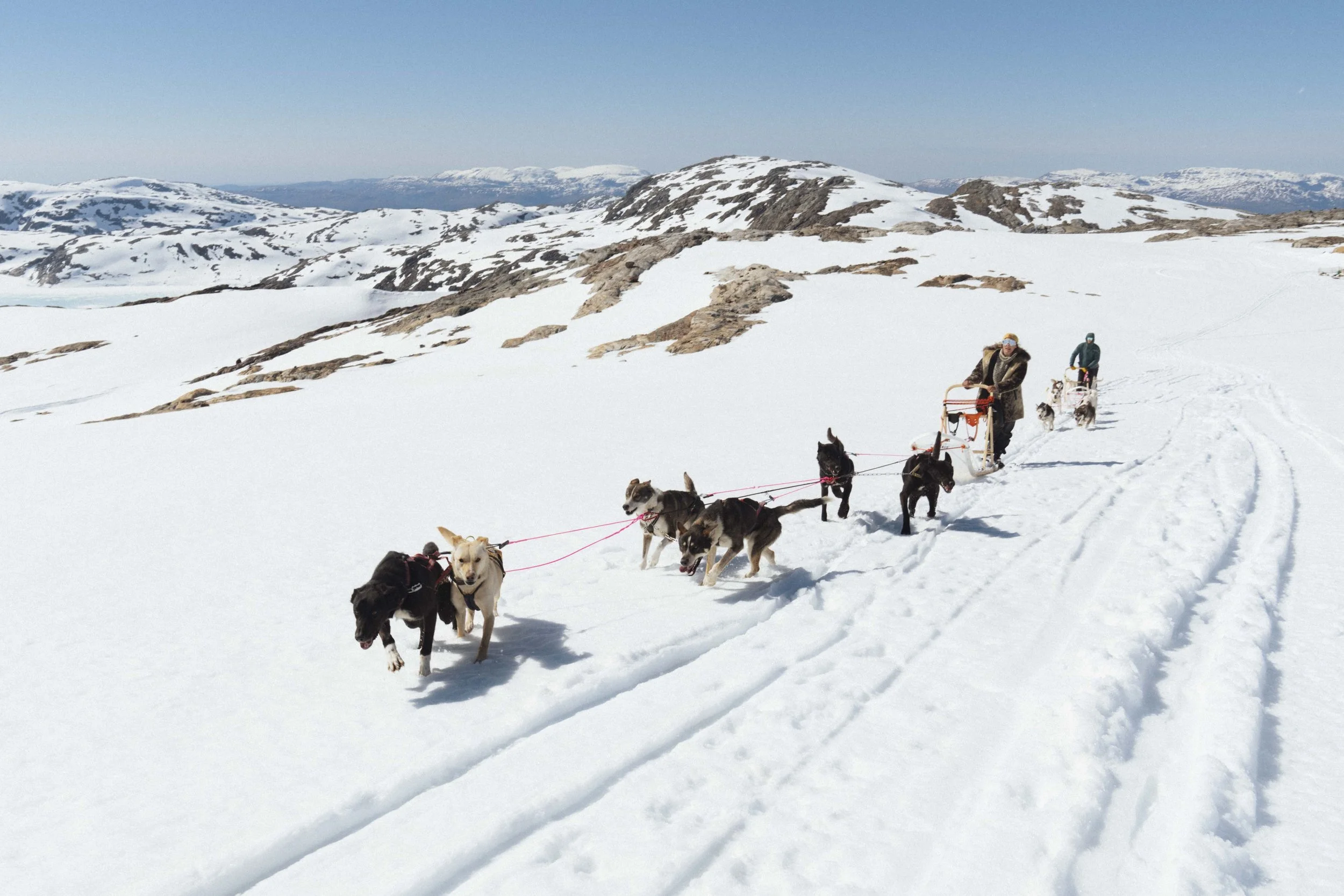 Dog sledding on Folgefonna Glacier 