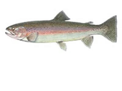 Fish-tiles-RAINBOW.jpg