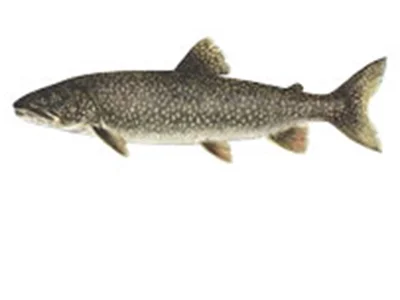 Fish-tiles-LAKETROUT.jpg