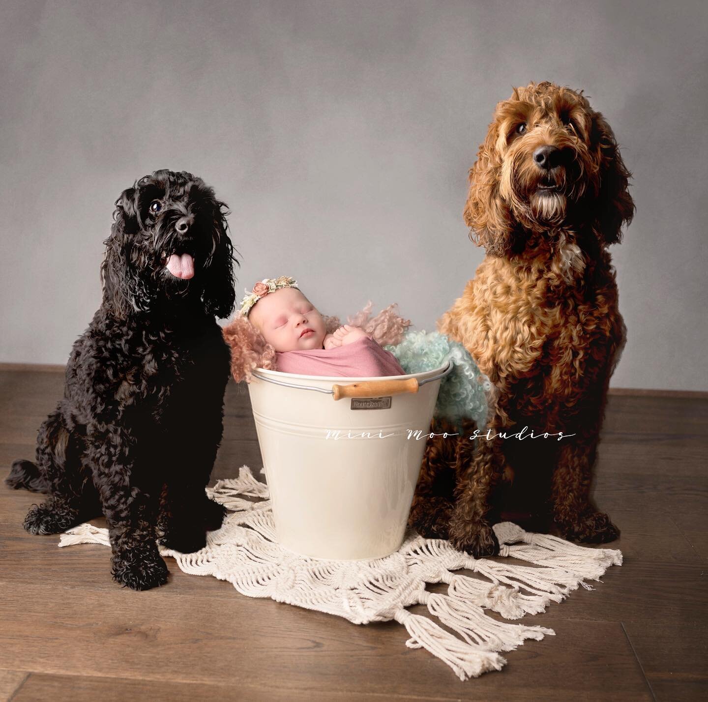 I cannot tell you how lucky this little girl truly is. These two fur siblings wouldn&rsquo;t leave her side throughout the entire shoot. They kept coming over to check on her, it was so beautiful to watch. 
They were photographed separately for safet