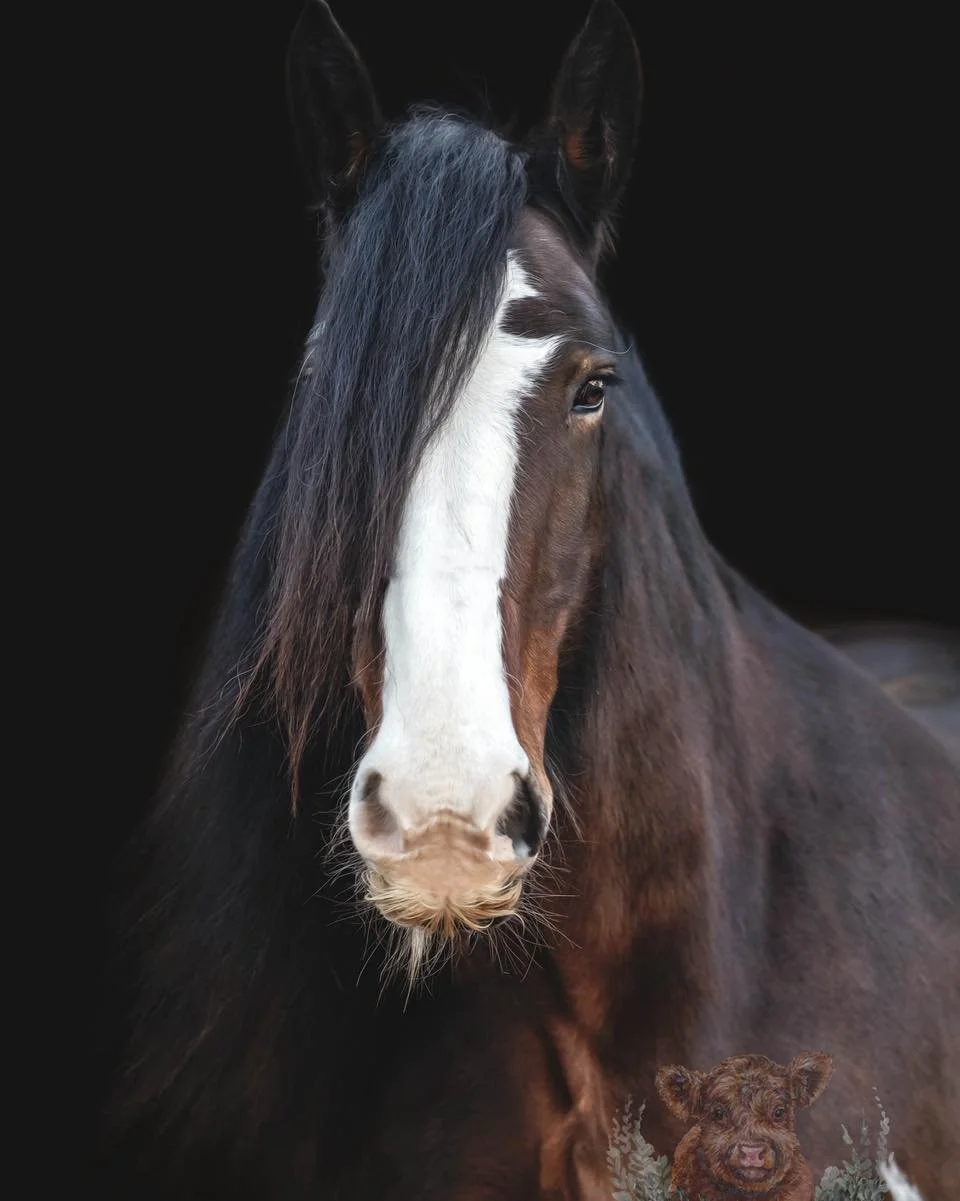 MiniMooStudios - EquinePhotography - MorayandHighlands.jpg