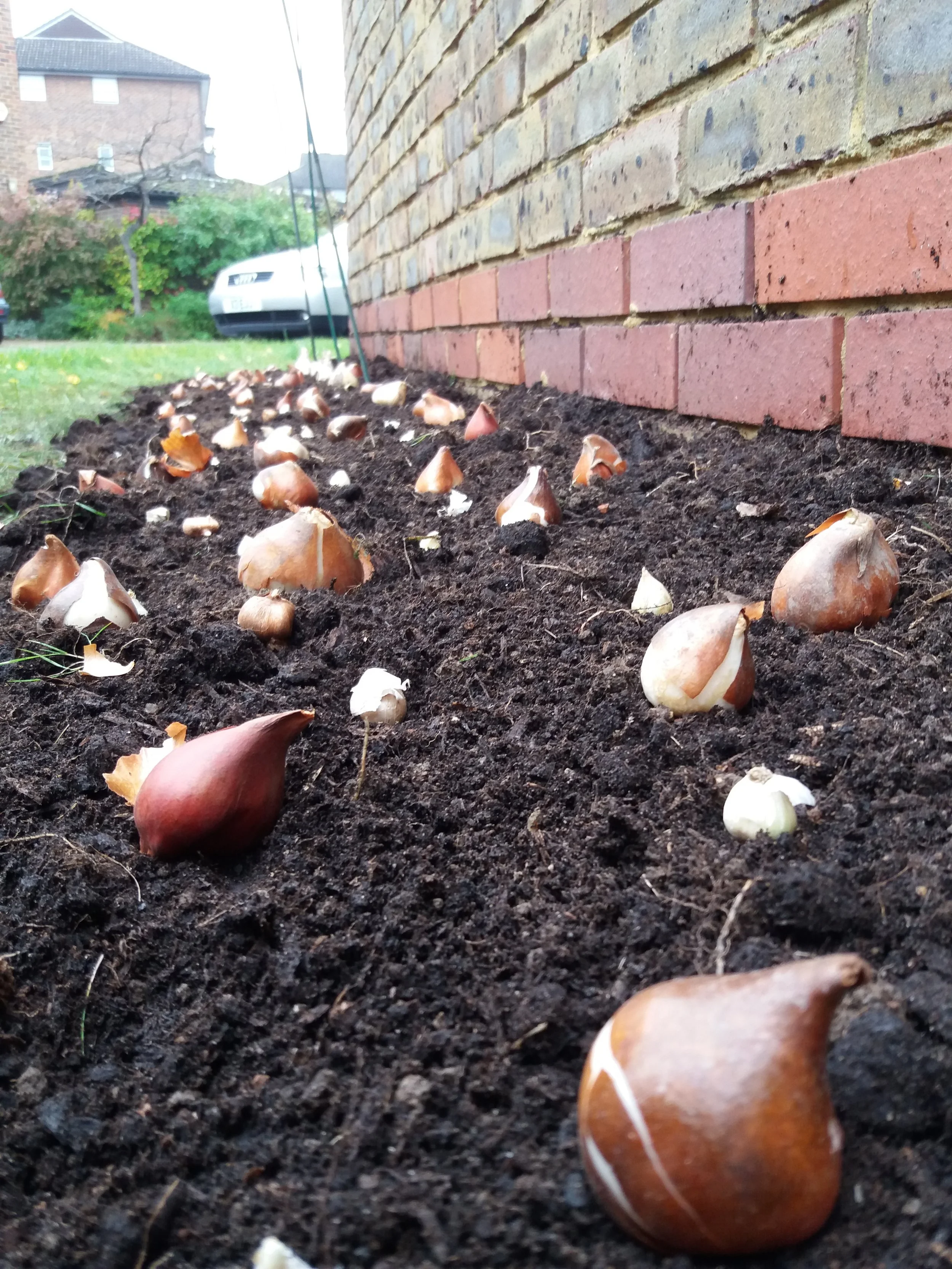 Bulb planting, October 2017