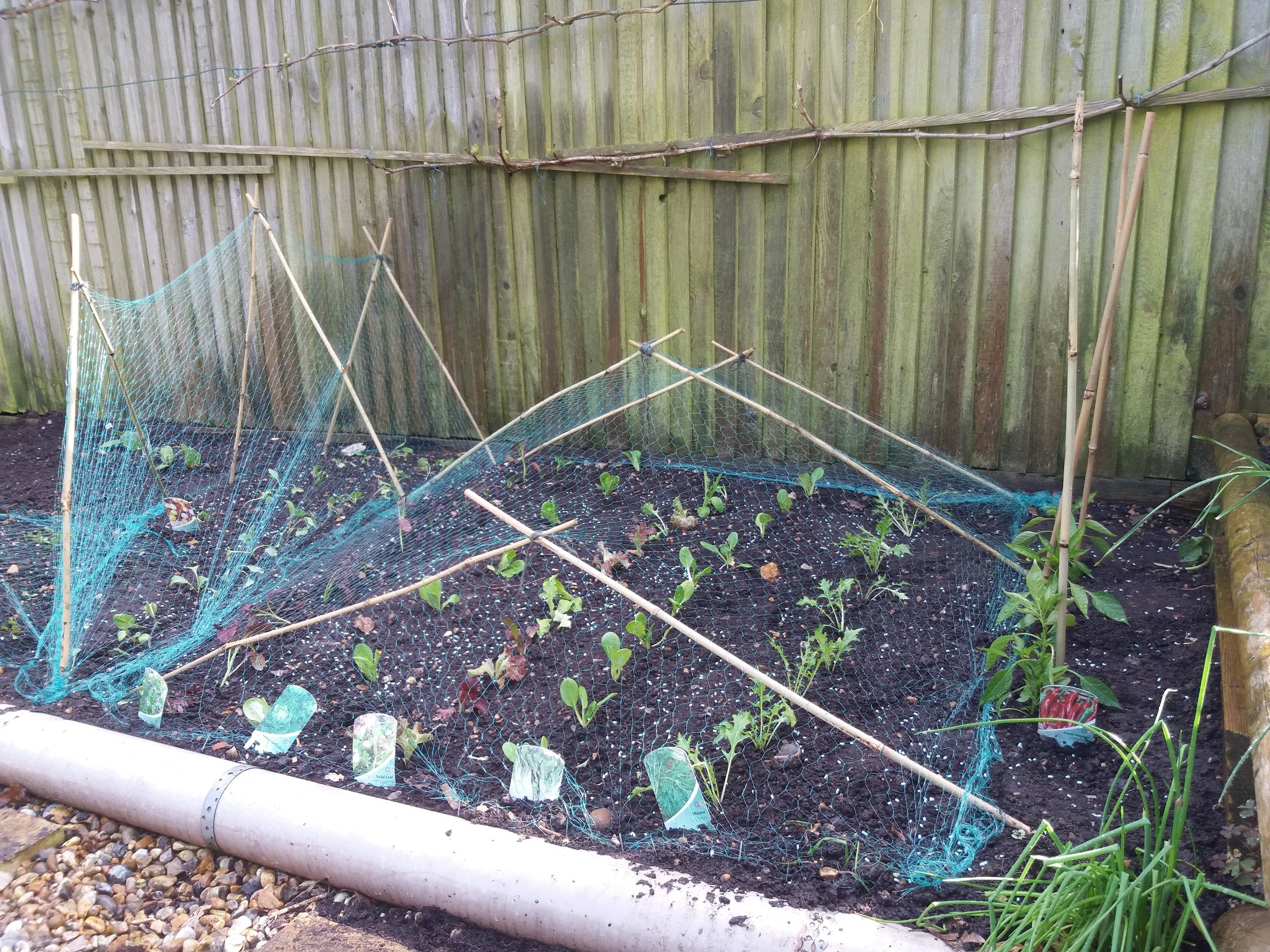 Vegetable planting, May 2018