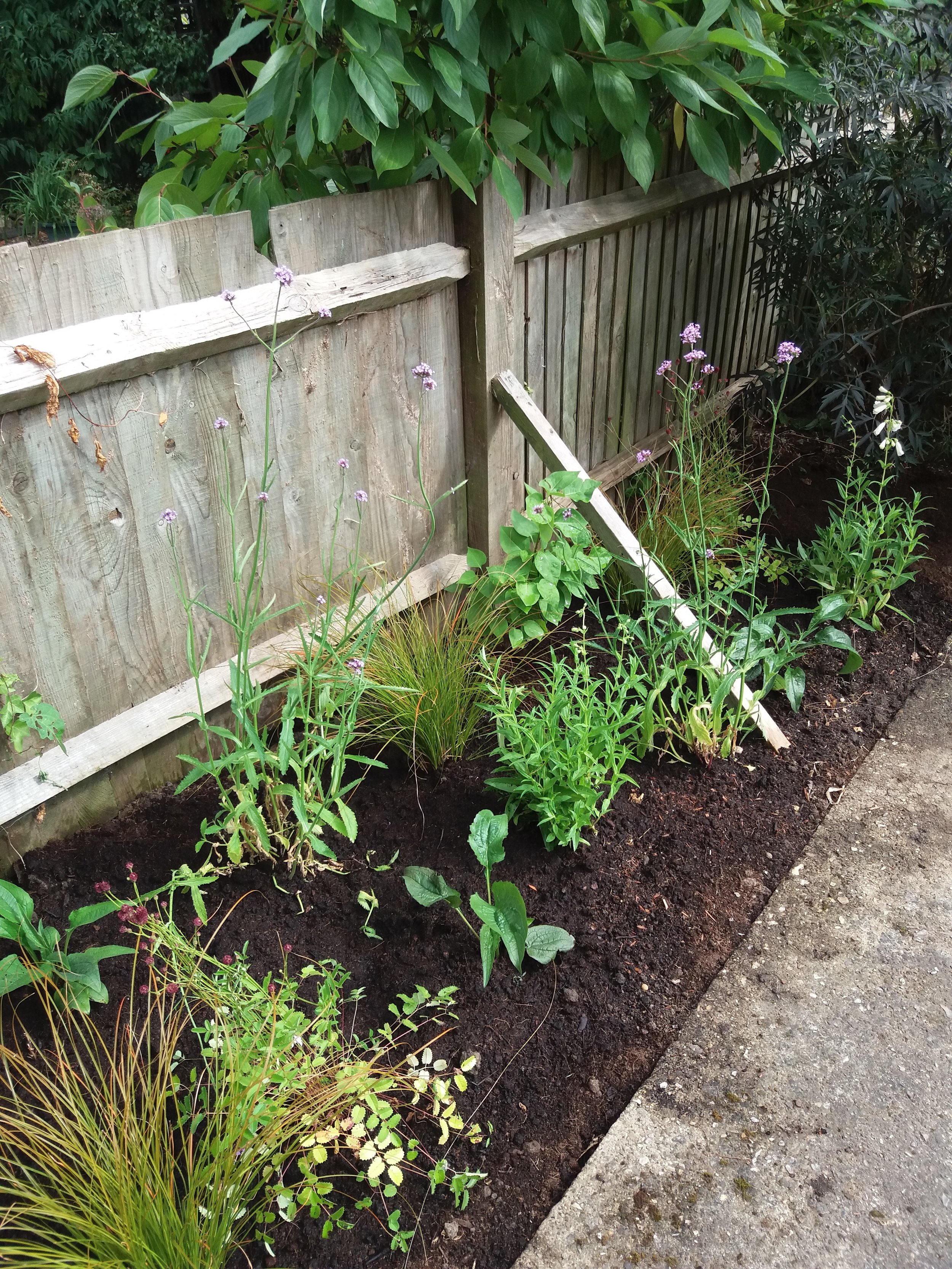 Planting up  a garden in a cottage garden style using Verbena, Echianacea, Penstemon and many more plants, July 2018
