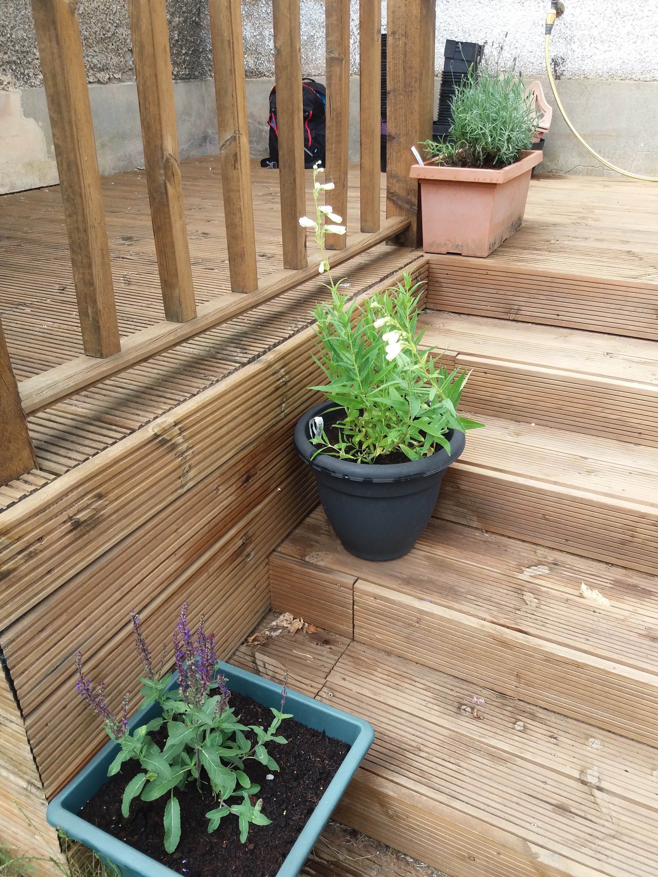 Pots for the cottage garden - Salvia, Penstemon and Lavender