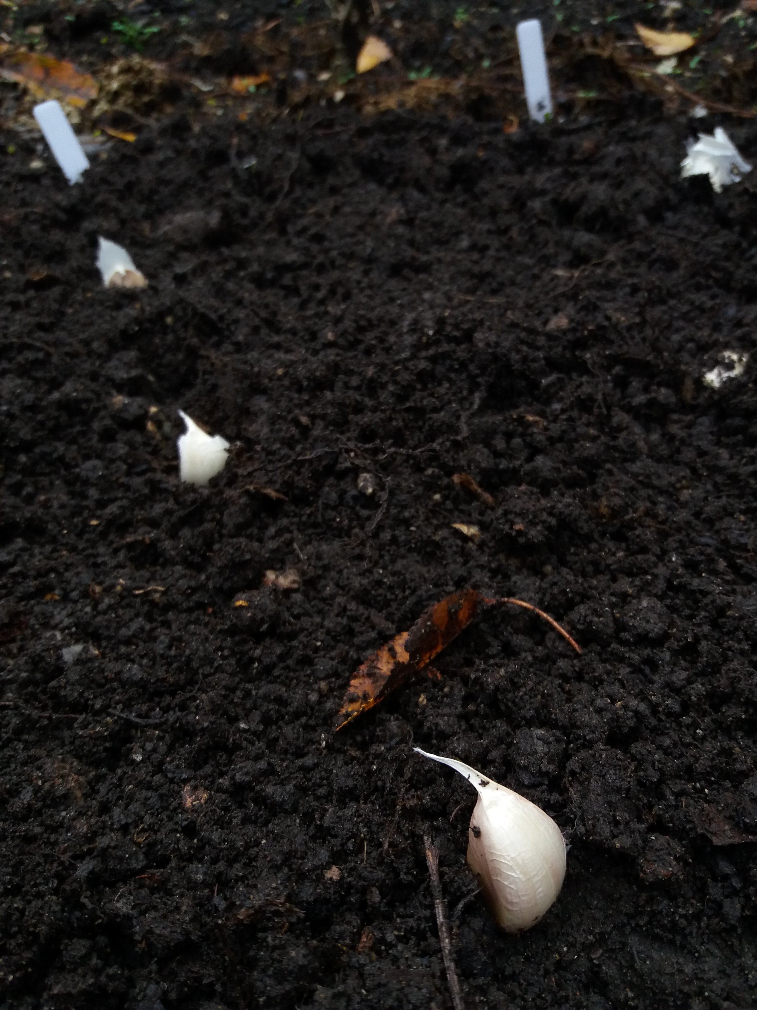 Garlic bulb planting, November 2018