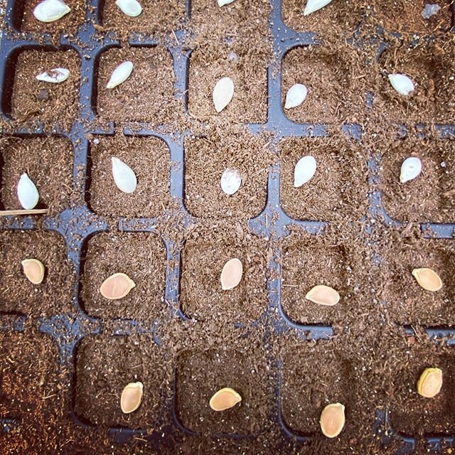 It&rsquo;s so close we can almost taste it! 🥬🌱 FARM STAND OPENING DAY 2020 is Friday, May 8th! 🎉

Stay tuned for more details to come including hours of operation and what will be for sale! 
#localyokelsfarm #oldmissionpeninsula #herewegrowagain #