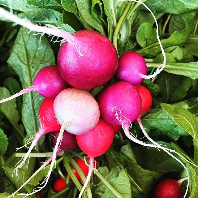 Who&rsquo;s ready for fresh Old Mission produce? 🙋&zwj;♀️ Starting tomorrow, Friday, May 7th the farm stand will be open daily from 9am-8pm! Our current offerings include:
Arugula - $5/bag
Baby Lettuce Mix - $5/bag
Spinach- $5/bag
Radishes - $3/bunc