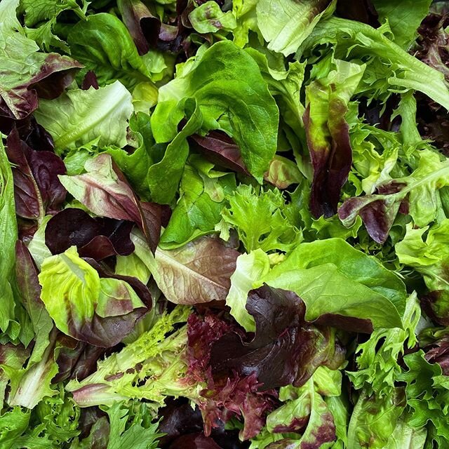 Fresh lettuce has returned to the stand! 👏🥬 Current farm stand offerings include:
Butterhead Lettuce - $3 each
Baby Lettuce Trio (3 heads) - $4/bag
Lettuce Mix - $6/bag
Asparagus - $4/bunch (1#)
Herb Transplants - $6 each (rosemary, tarragon, dill,