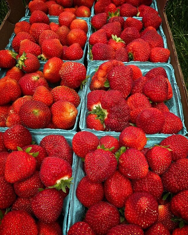 Friday update!

We now have strawberries available by the flat (8 quarts) for $44!  We will try to keep at least a couple of flats stocked at the farm stand but feel free to DM us to reserve your flat(s) and we will leave them for you to pick up at t