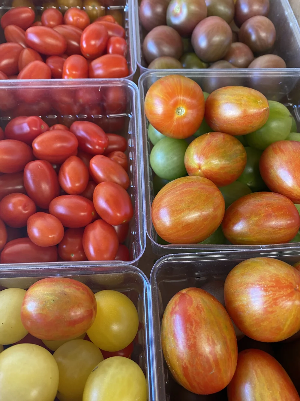 tomato Fox Cherry Tomato | Hudson Valley Seed Company