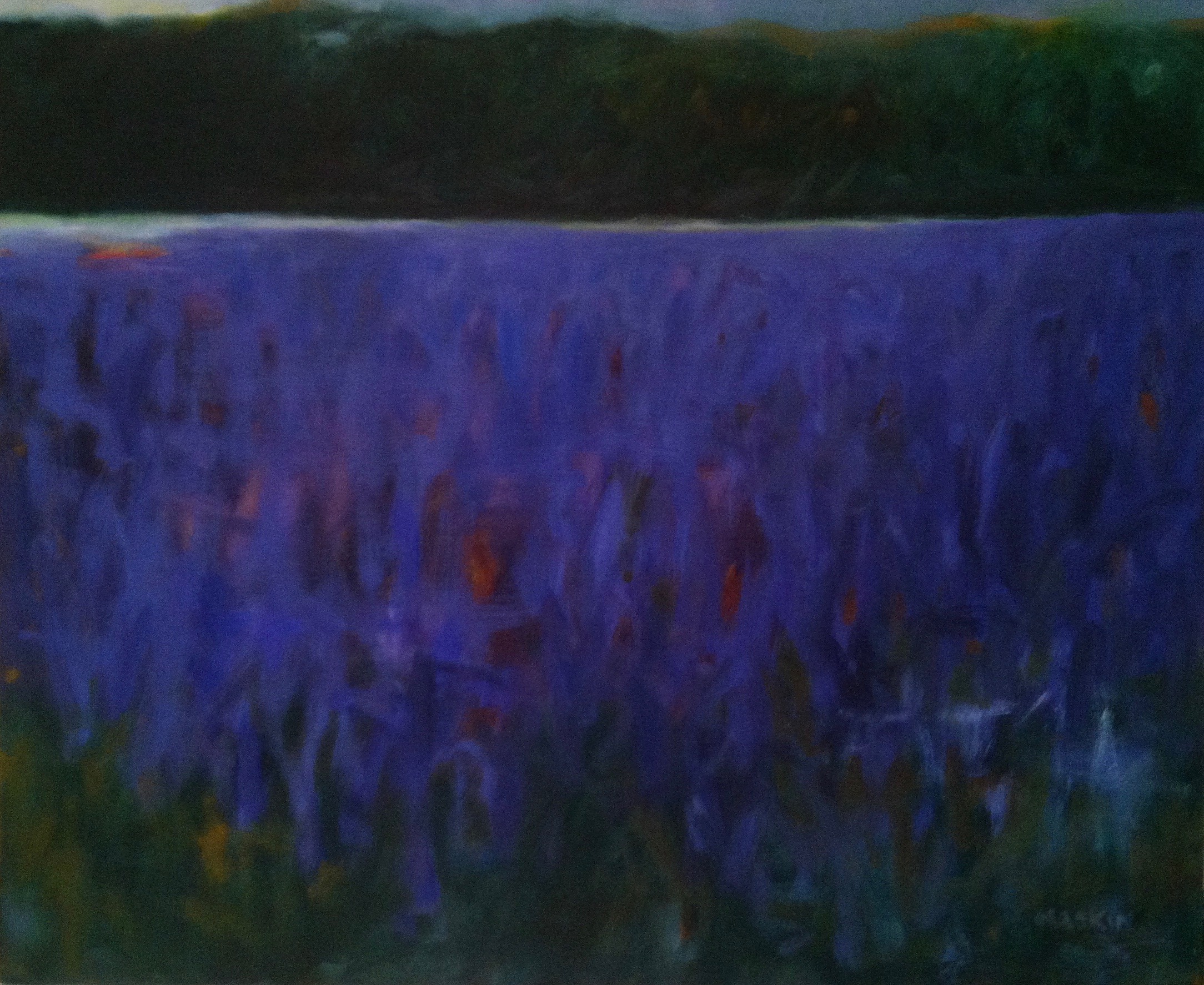 Lavender Fields-Dusk