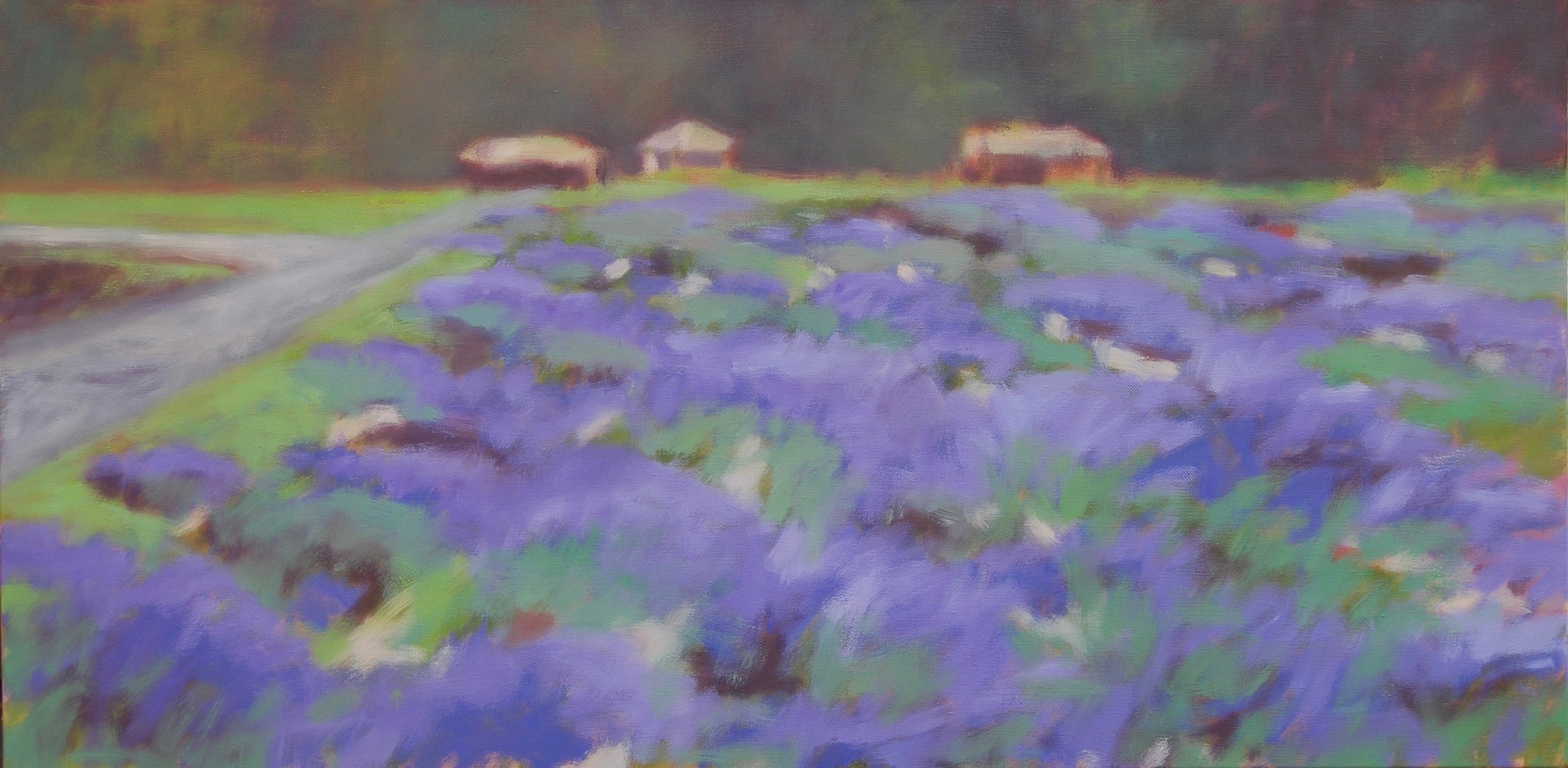 Lavender Fields II