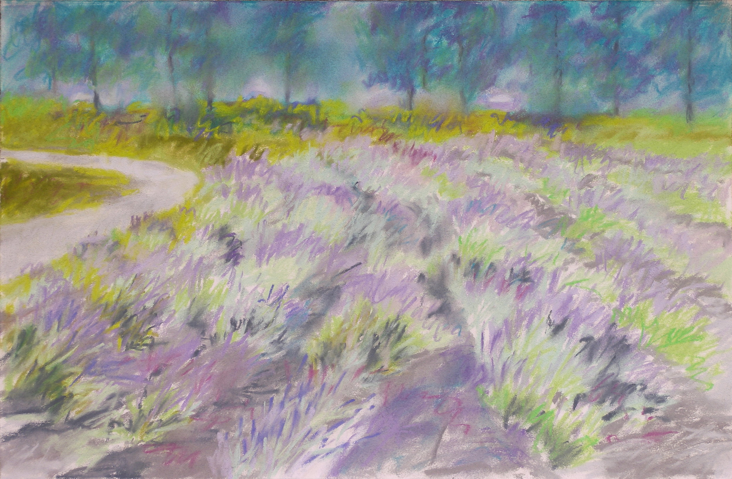 Lavender Fields