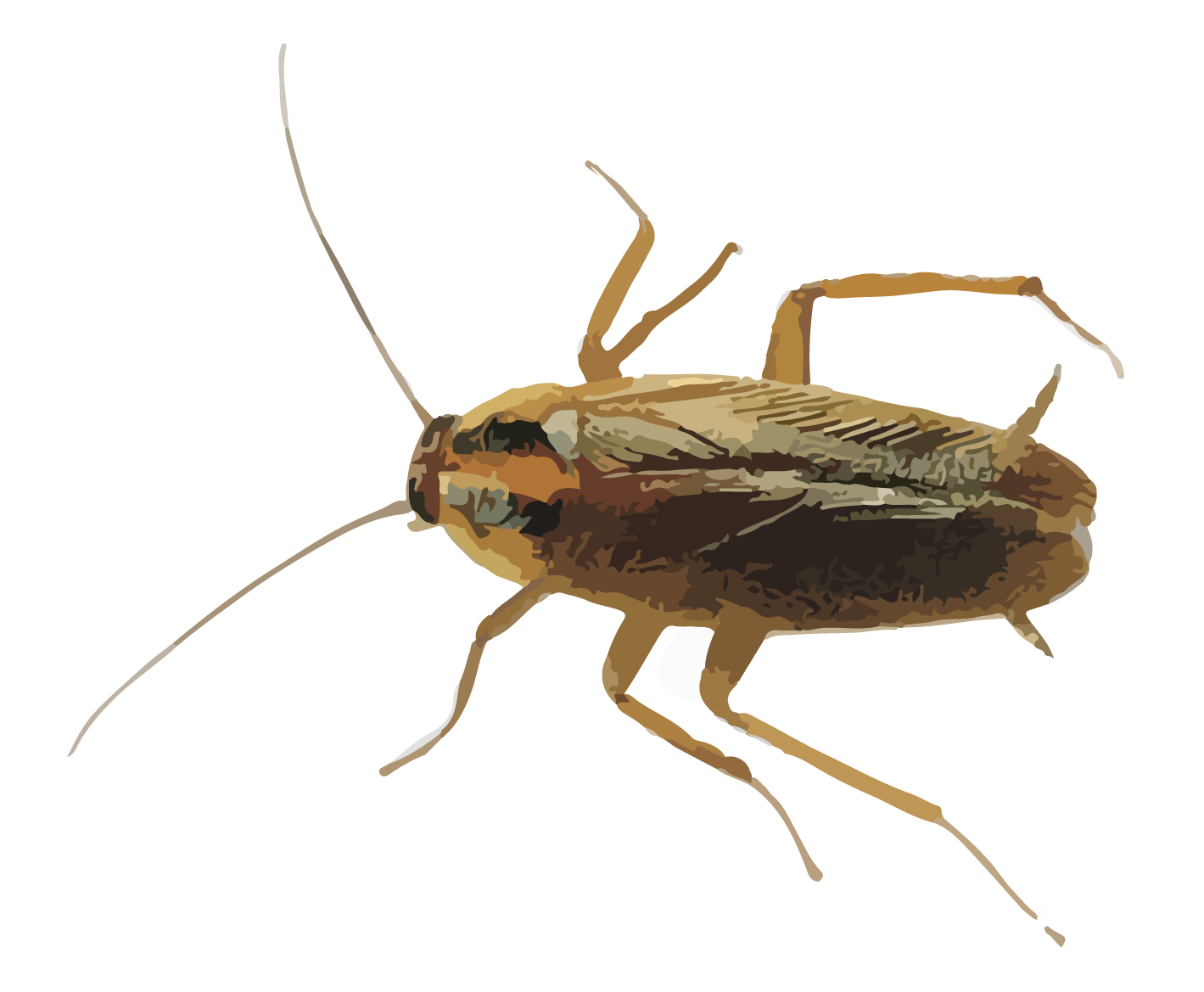 HR Cockroaches.png