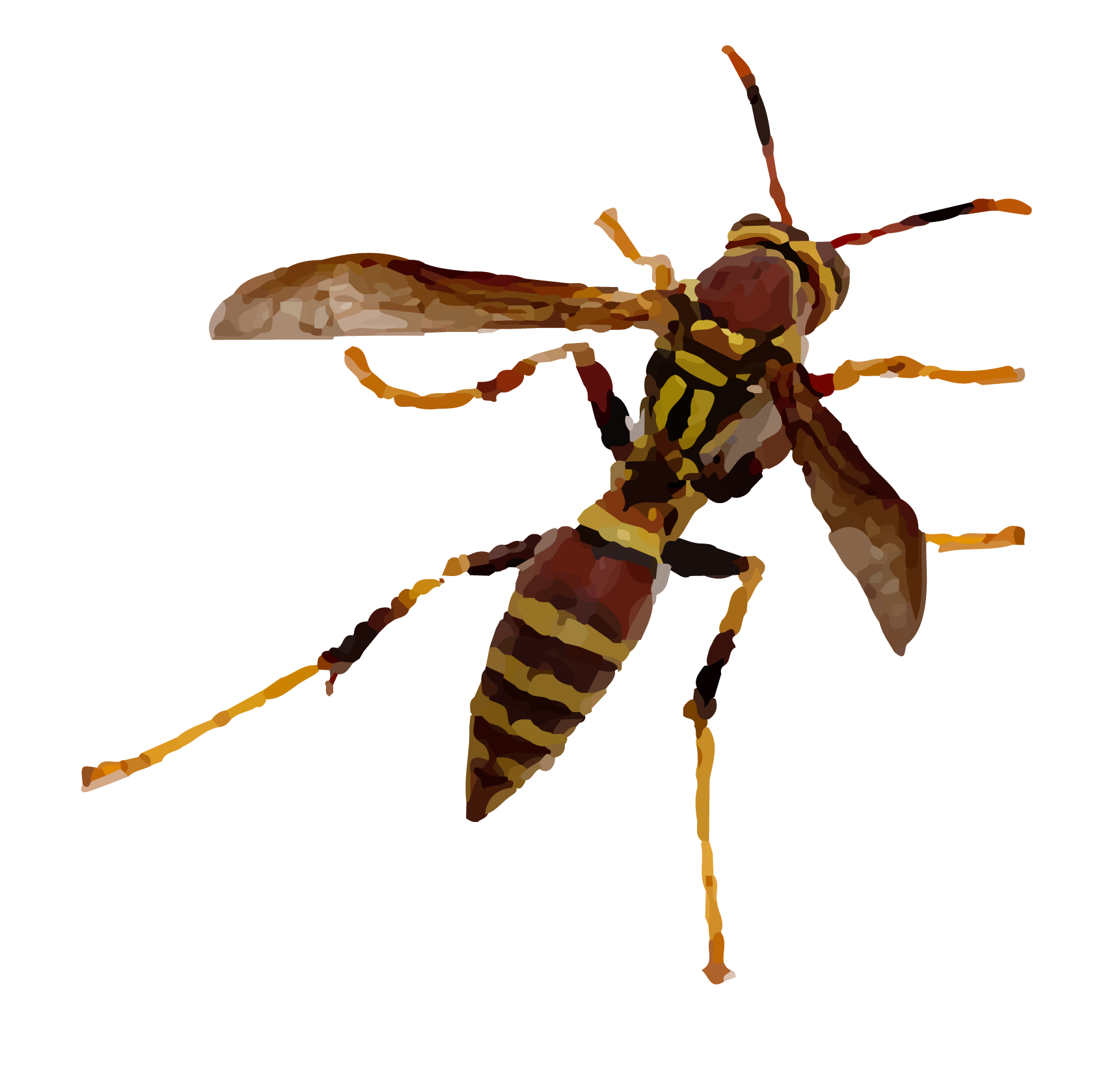 HR Wasps.png