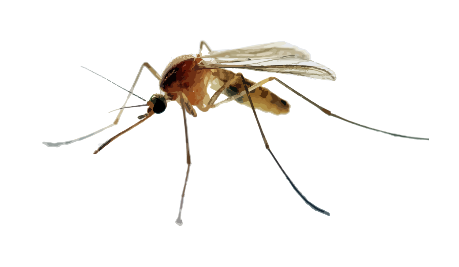 Green Mosquito Control Green Pest Control With Green Pest Guys - 