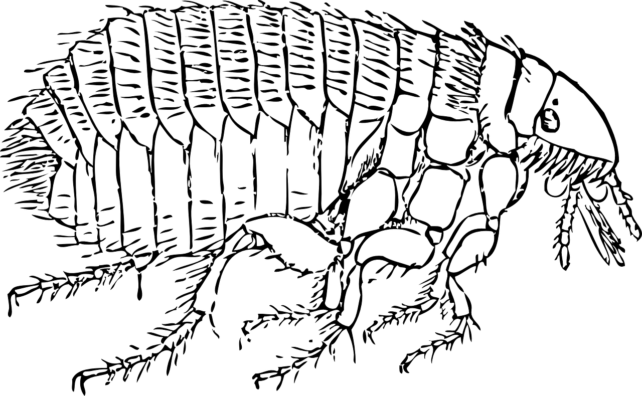 Common flea