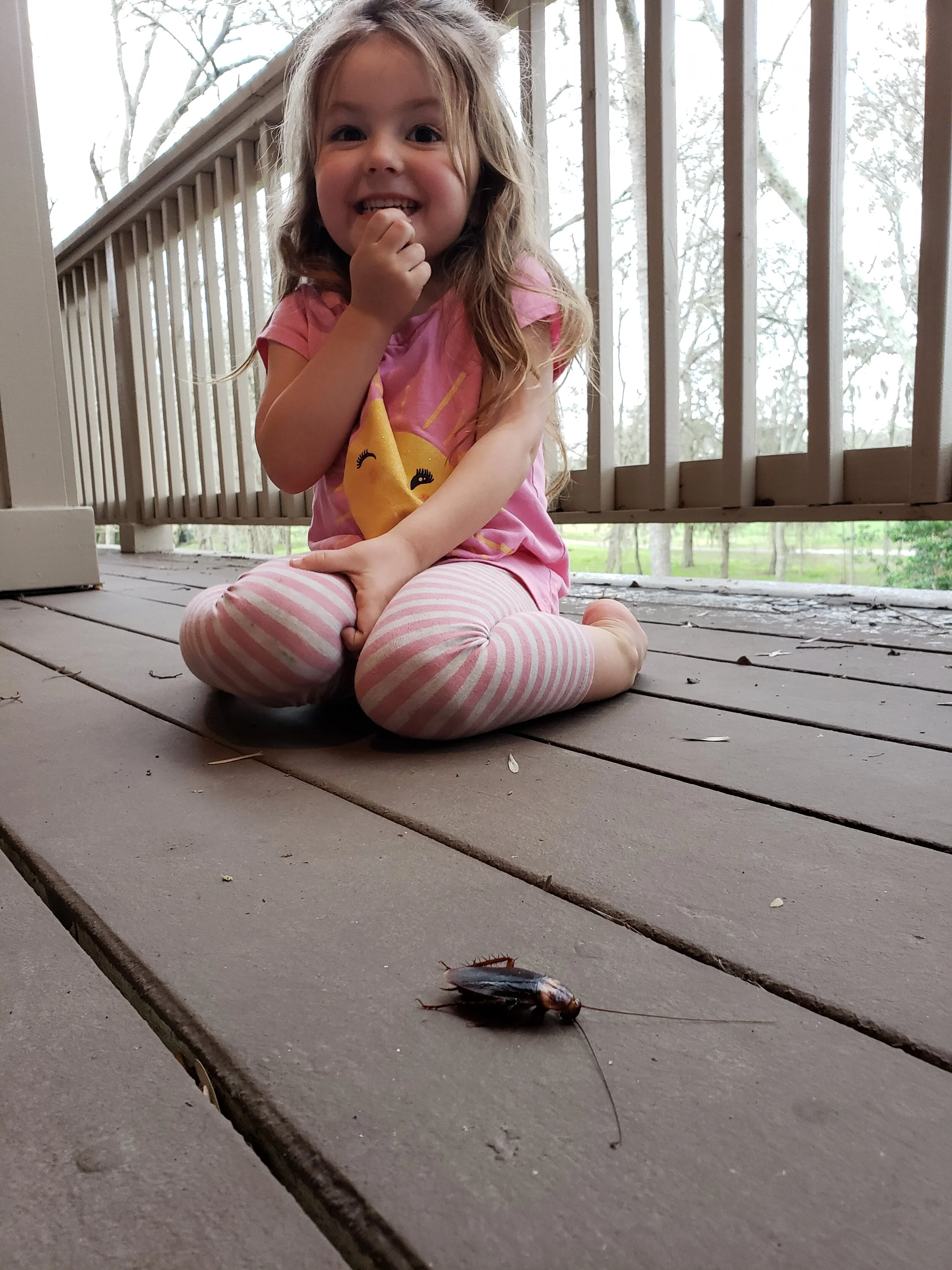 Which Roach is Which? A Cockroach ID Guide