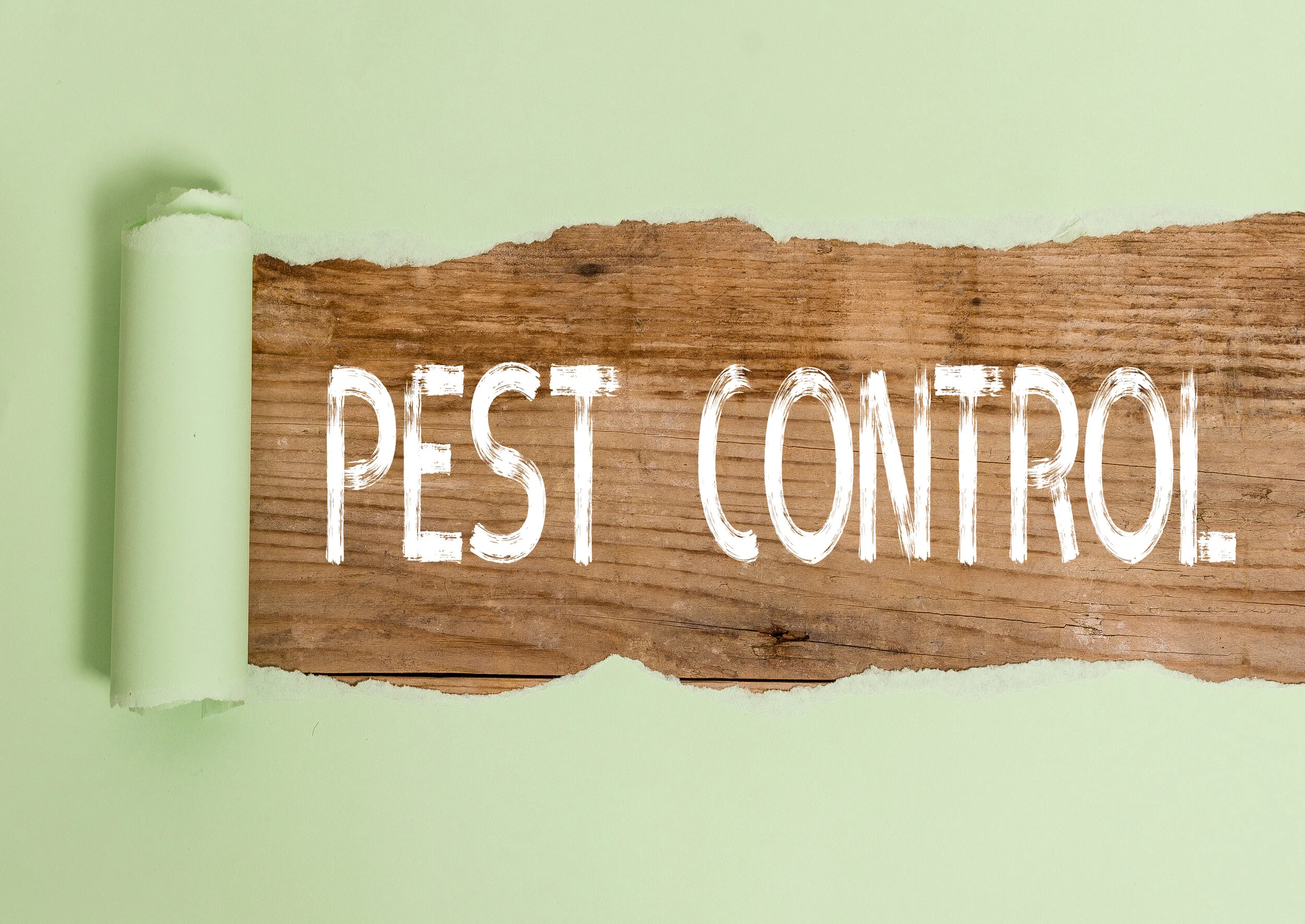 Things to Consider When Choosing a Pest Control Company