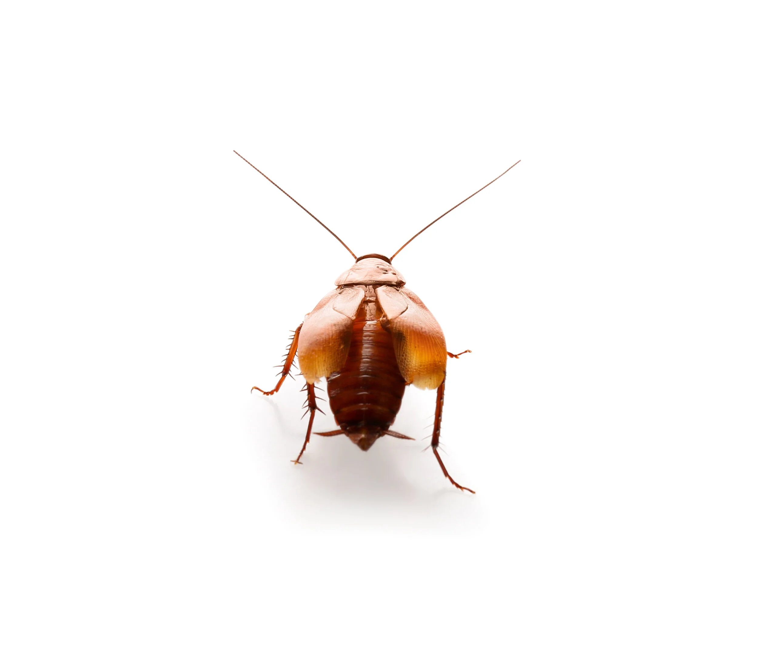 Ways to Get Rid of Cockroaches From Your House