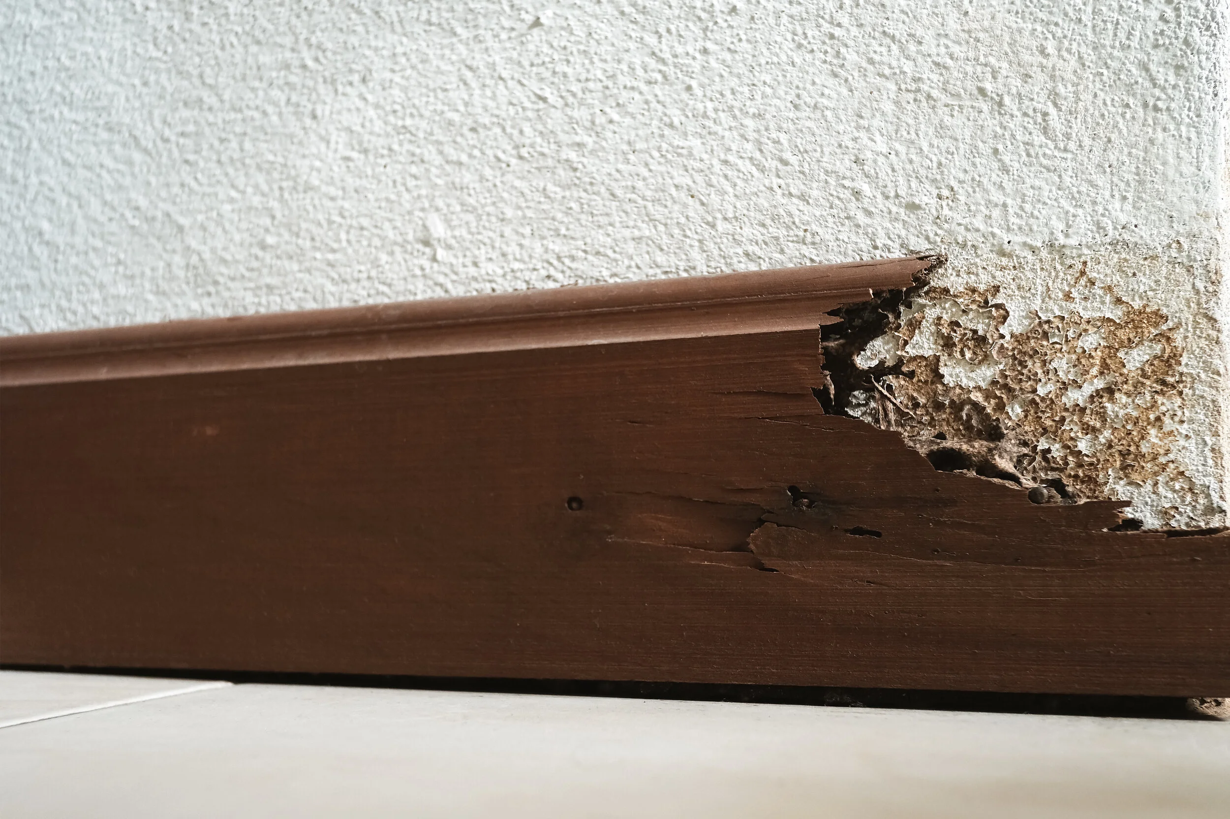 6 Facts About Termites Every Homeowner Should Know