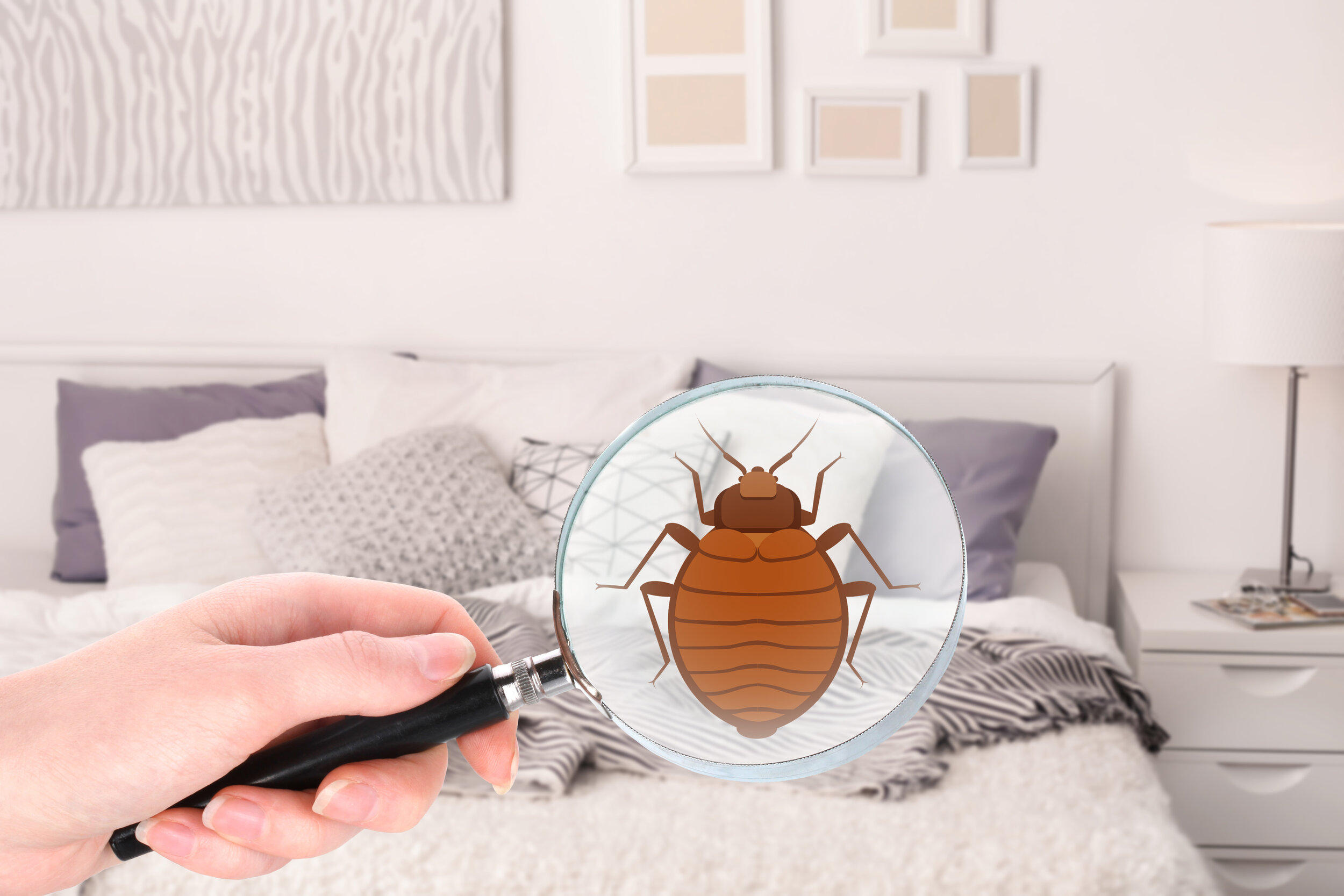 Do I Really Need to Call a Pest Control Company If I Get Bed Bugs?