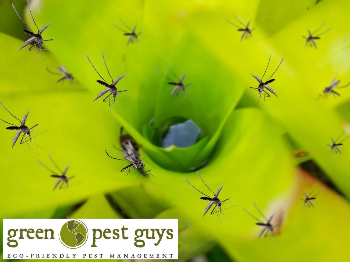 5 Most Effective Ways to Avoid Mosquitoes