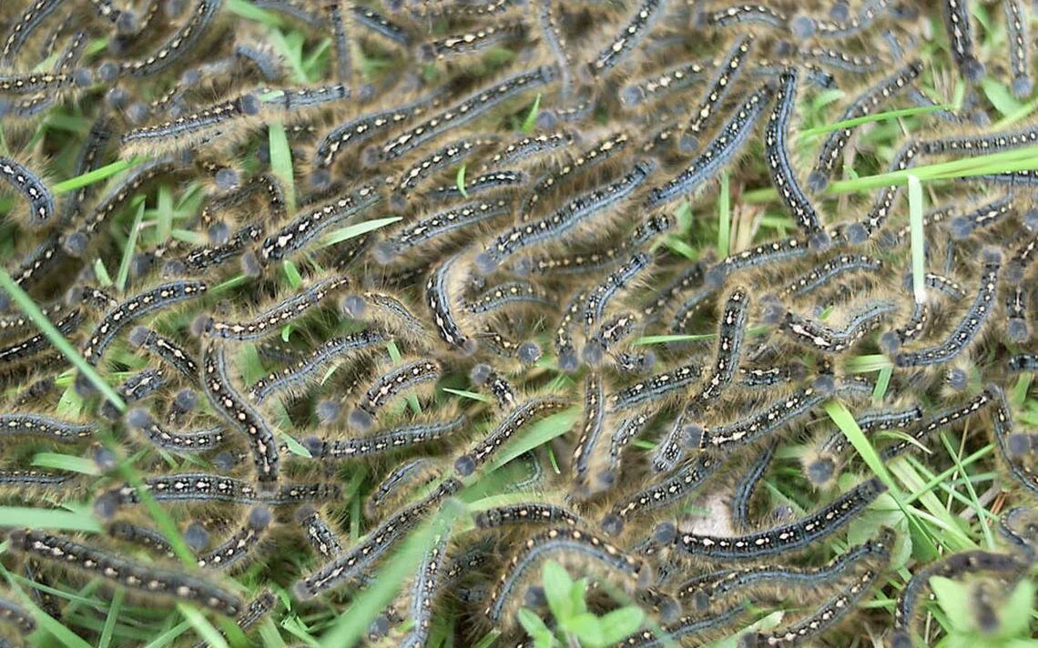 Arm Yourself against Armyworms!