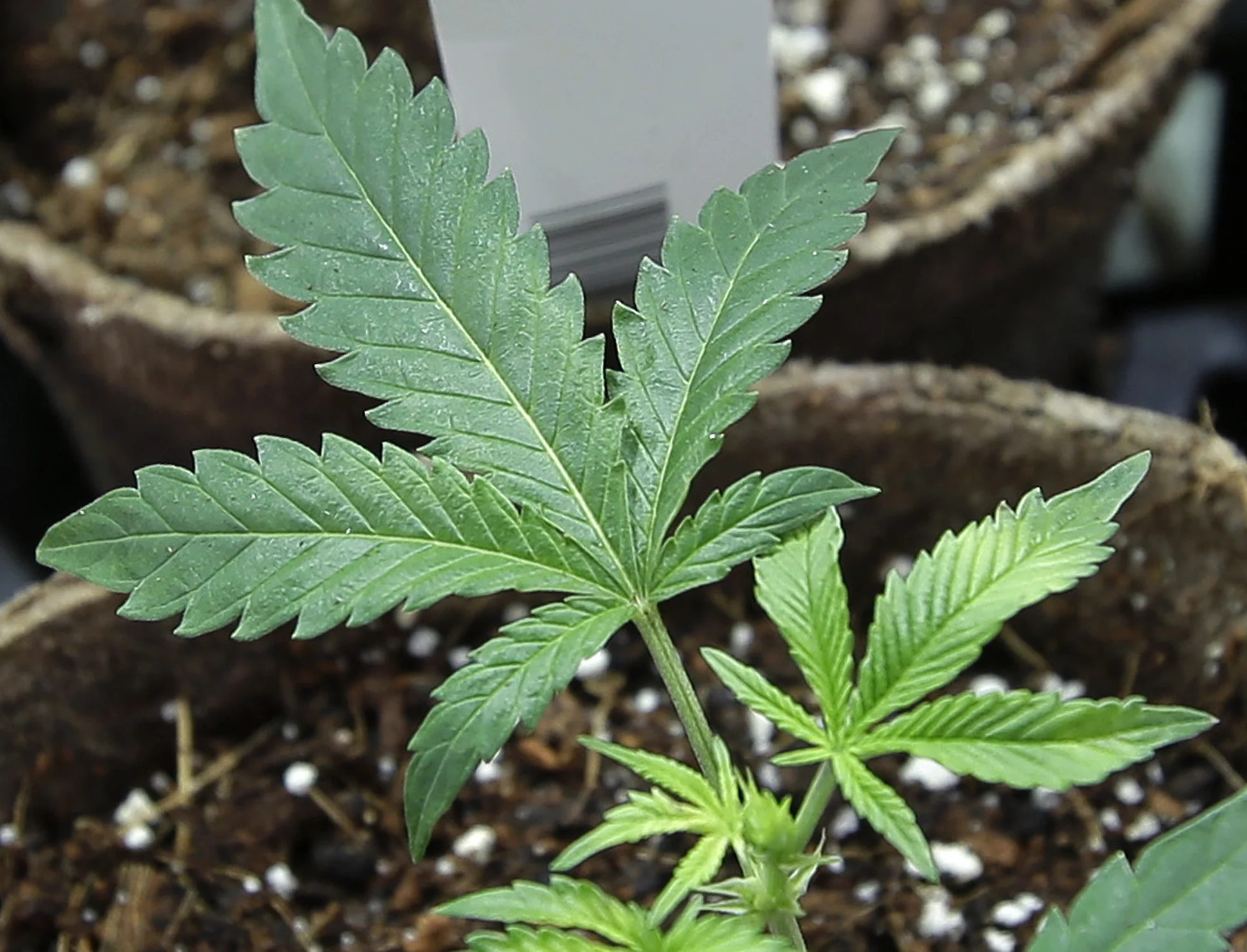 SF Gate: Garbage from Washington state's booming pot industry clogs gutters, sewers and landfills