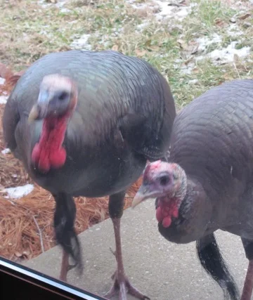 Guest Turkeys at the Monastery